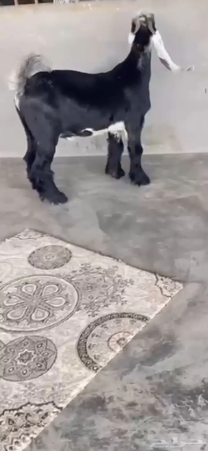 تيس عارضي صنف الصنف مشروع فحل 3