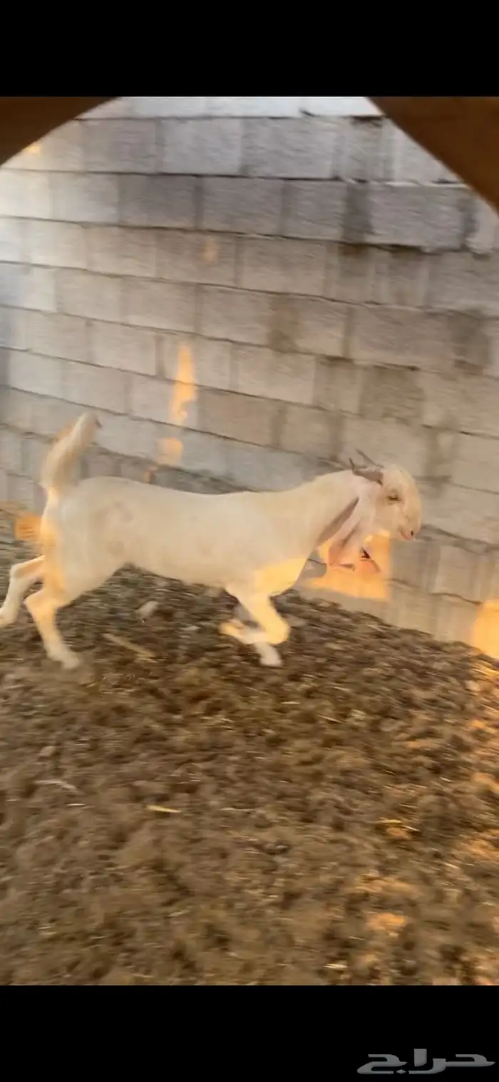 تيس بكستاني 0