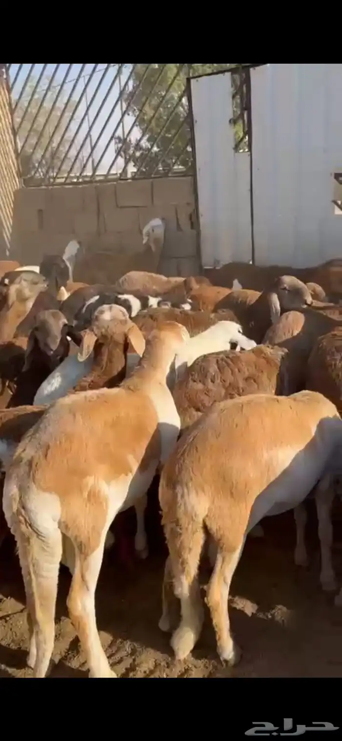 طليان سواكن 1