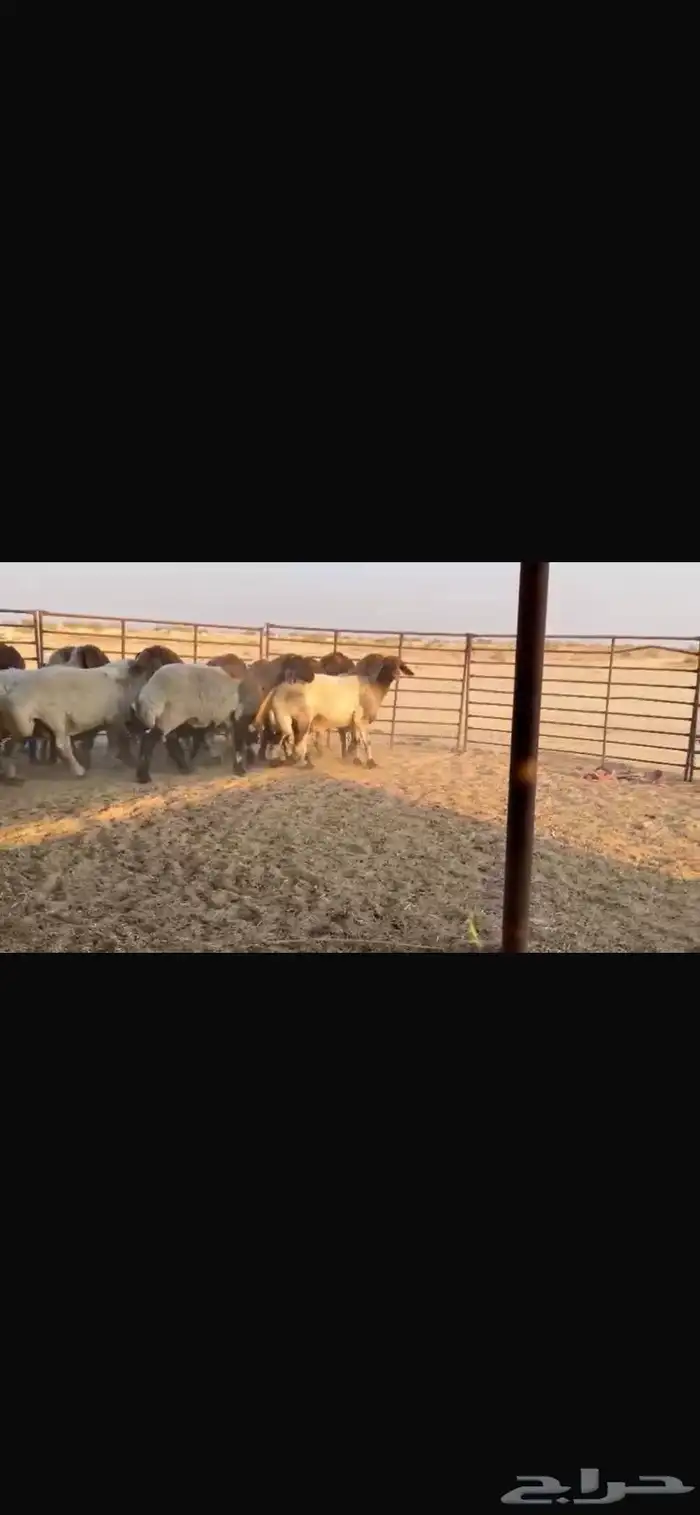 عنم نعيم دفيع 4