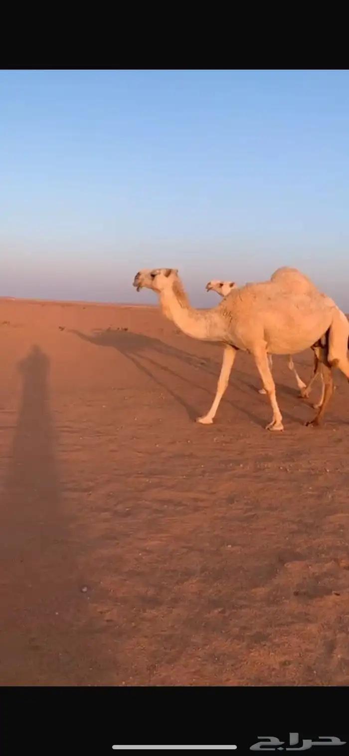 ناقتين وضح كفو 0