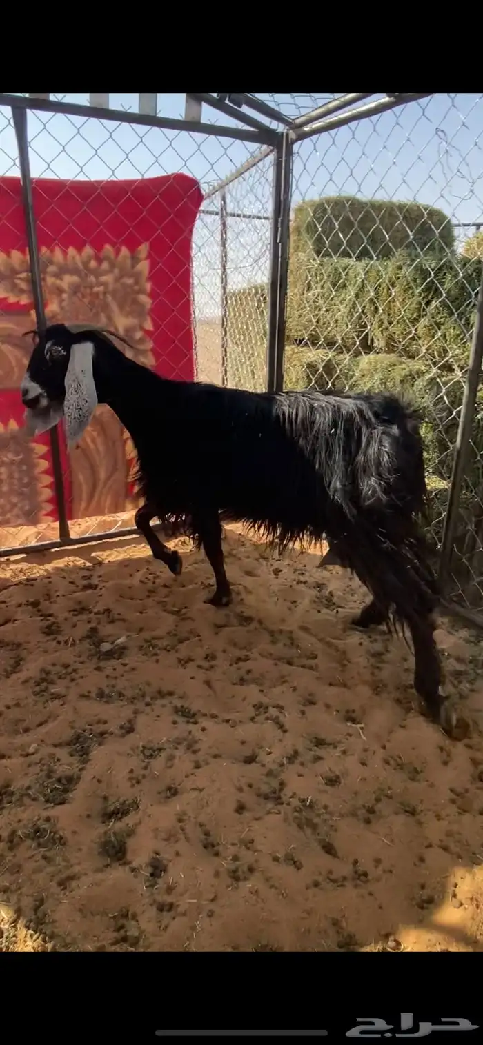 عنز حليب عارضيه 0