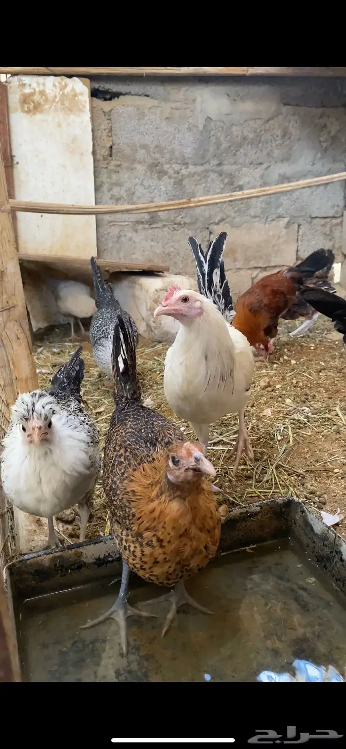 دجاج للبيع 0