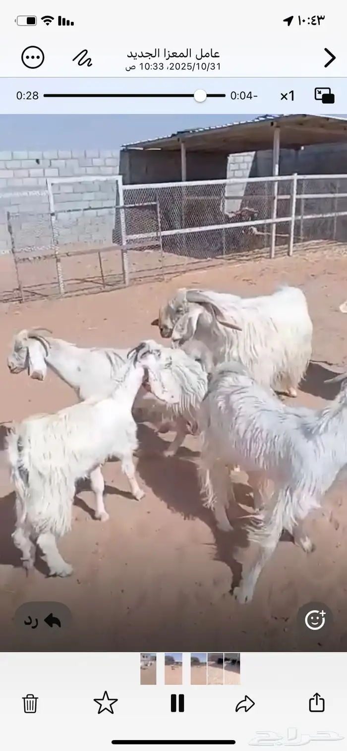 معزاء للبيع في ثادق 3