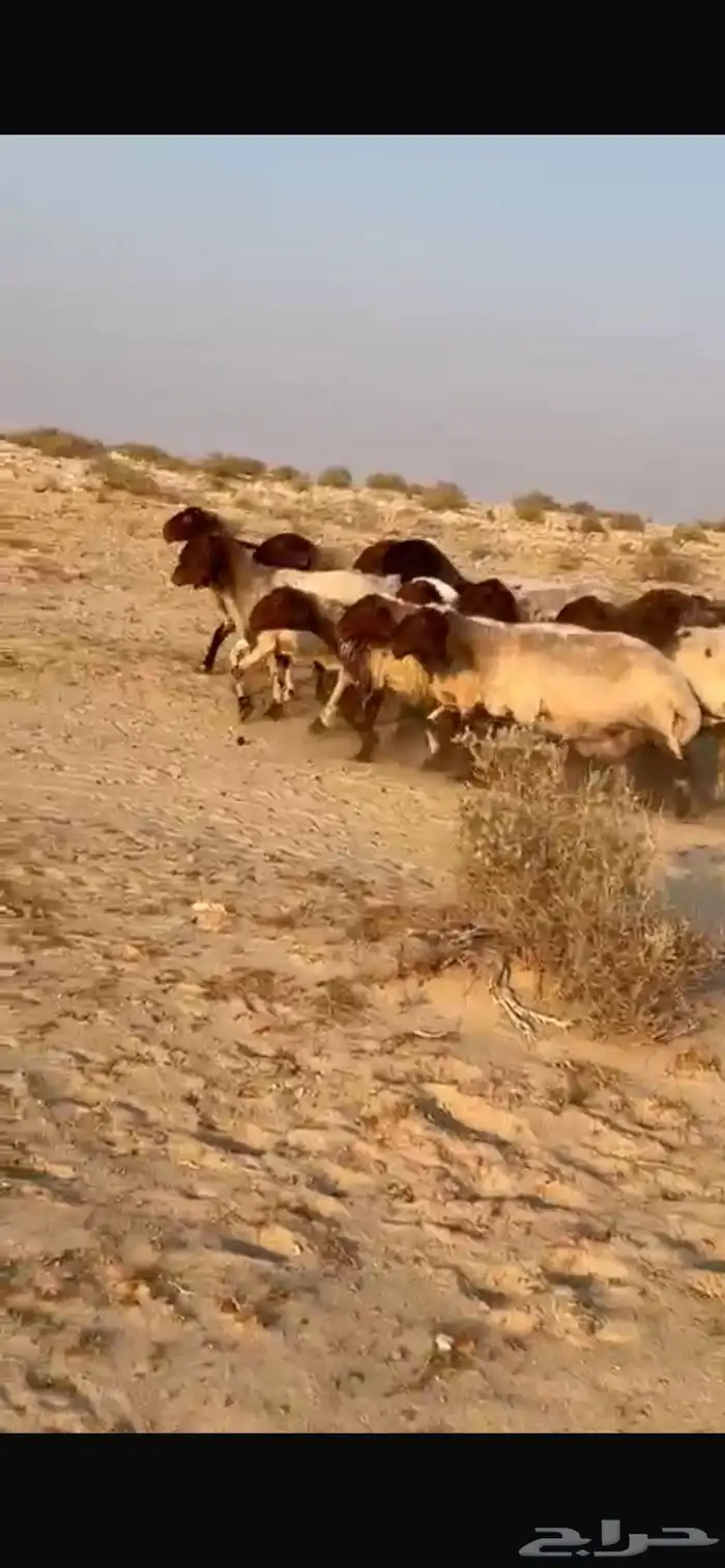 عنم نعيم دفيع 1