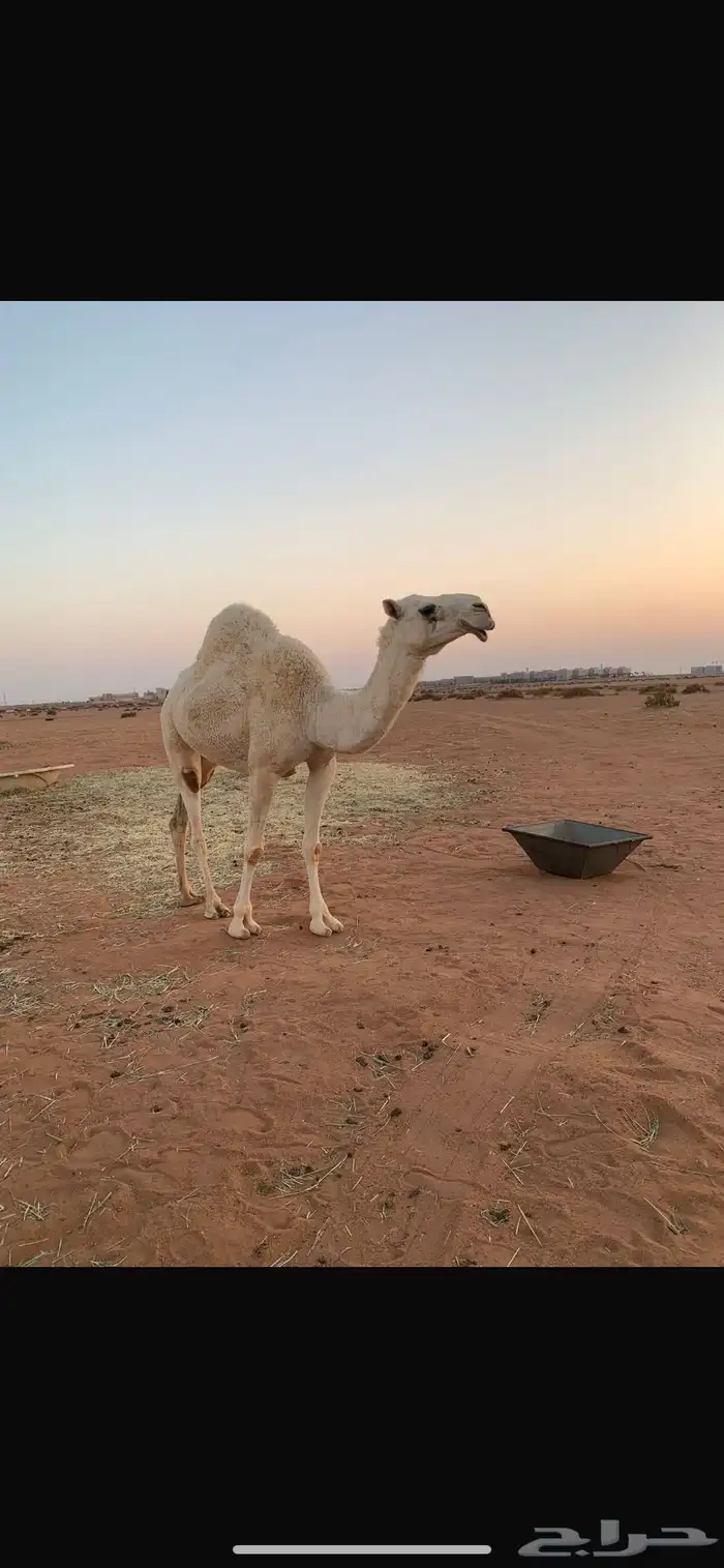 ناقتين وضح كفو 2