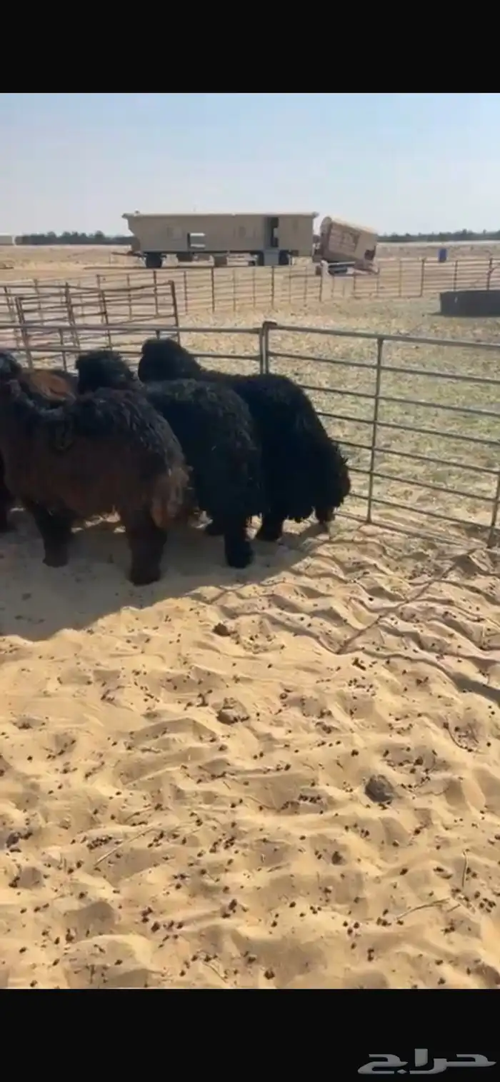 غنم عرب كفو 0