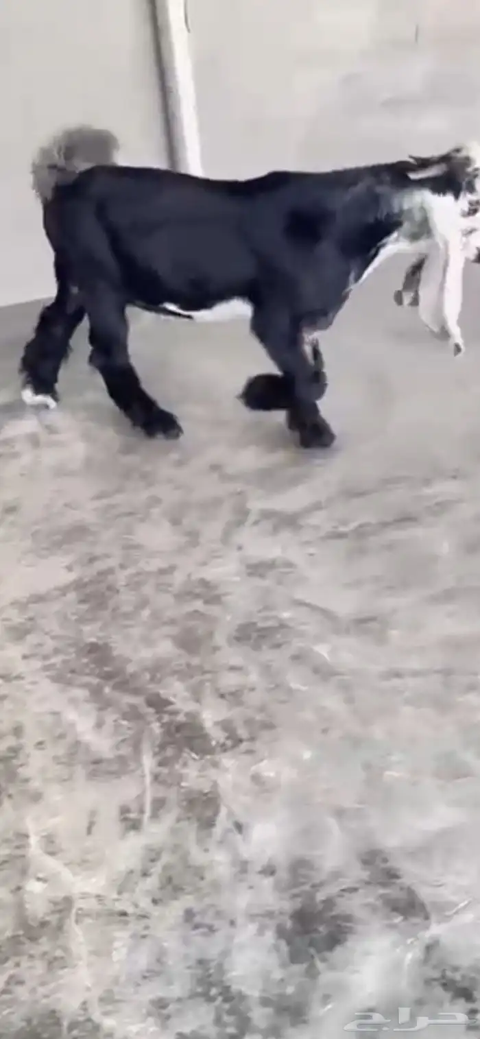 تيس عارضي صنف الصنف مشروع فحل 4