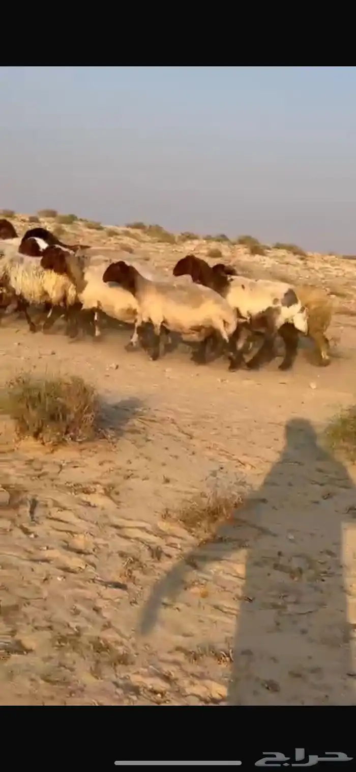 عنم نعيم دفيع 0