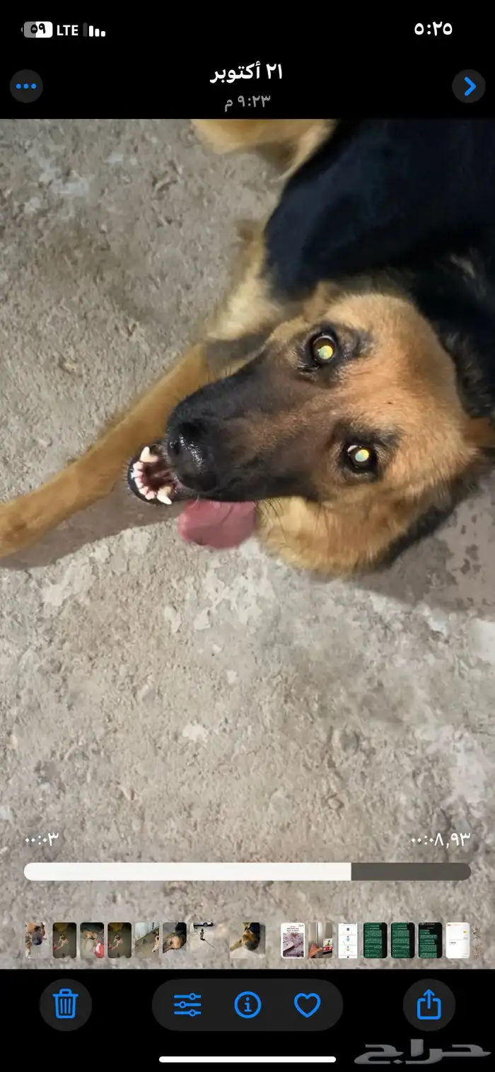 جيرمن شيبرد 3