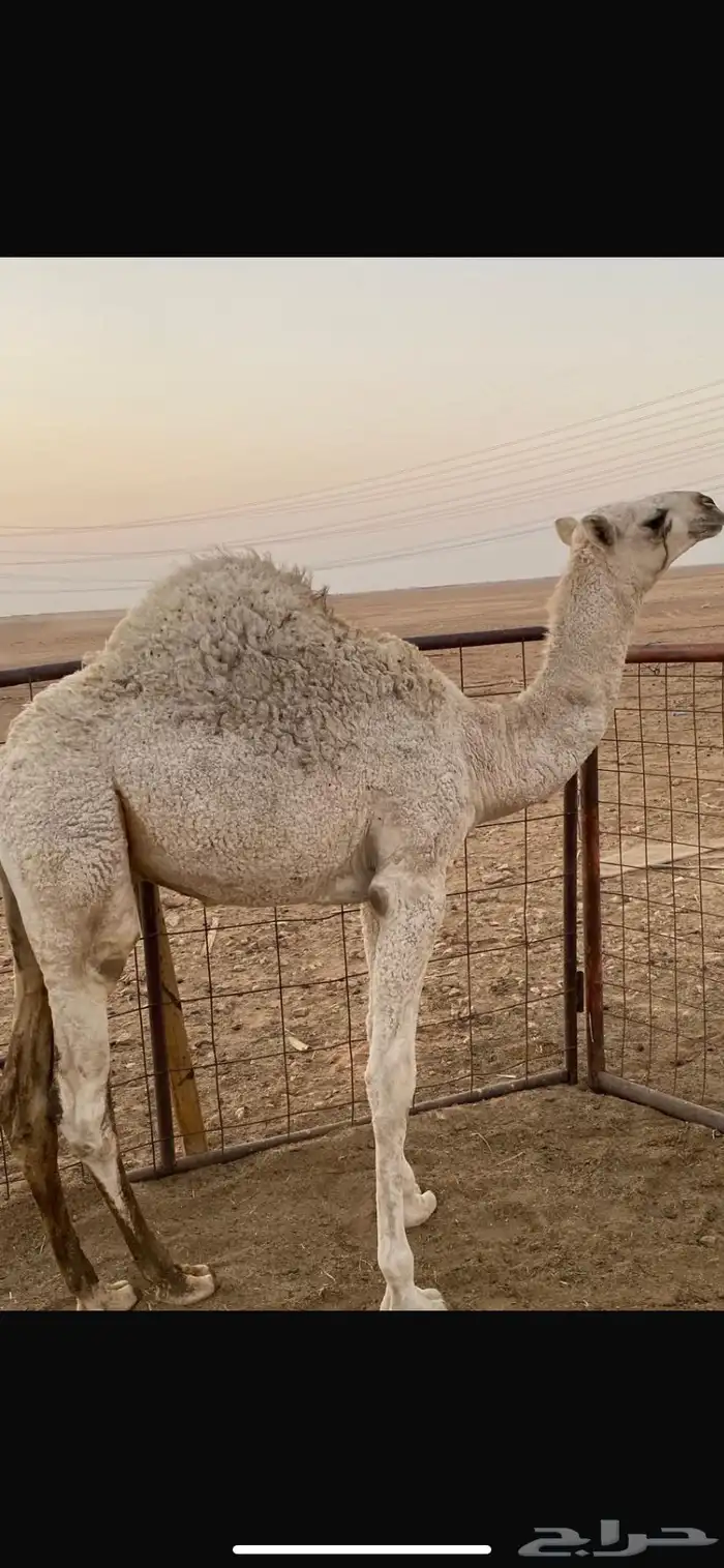 حاشي الباني علي امه 3