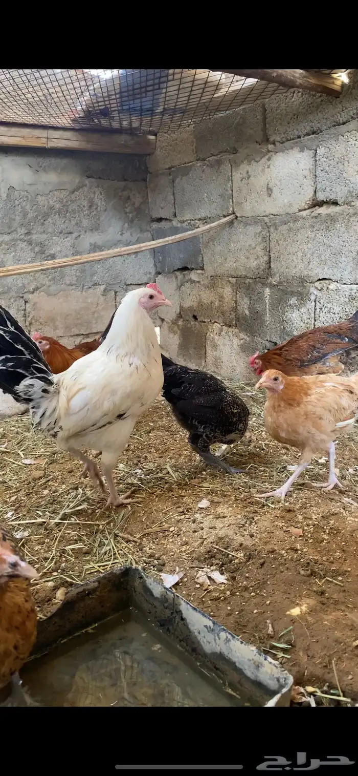 دجاج للبيع 1