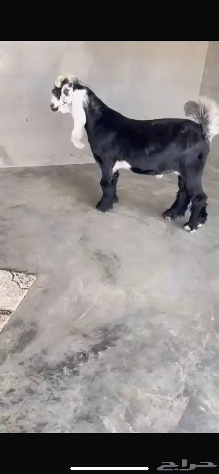 تيس عارضي صنف الصنف مشروع فحل 1