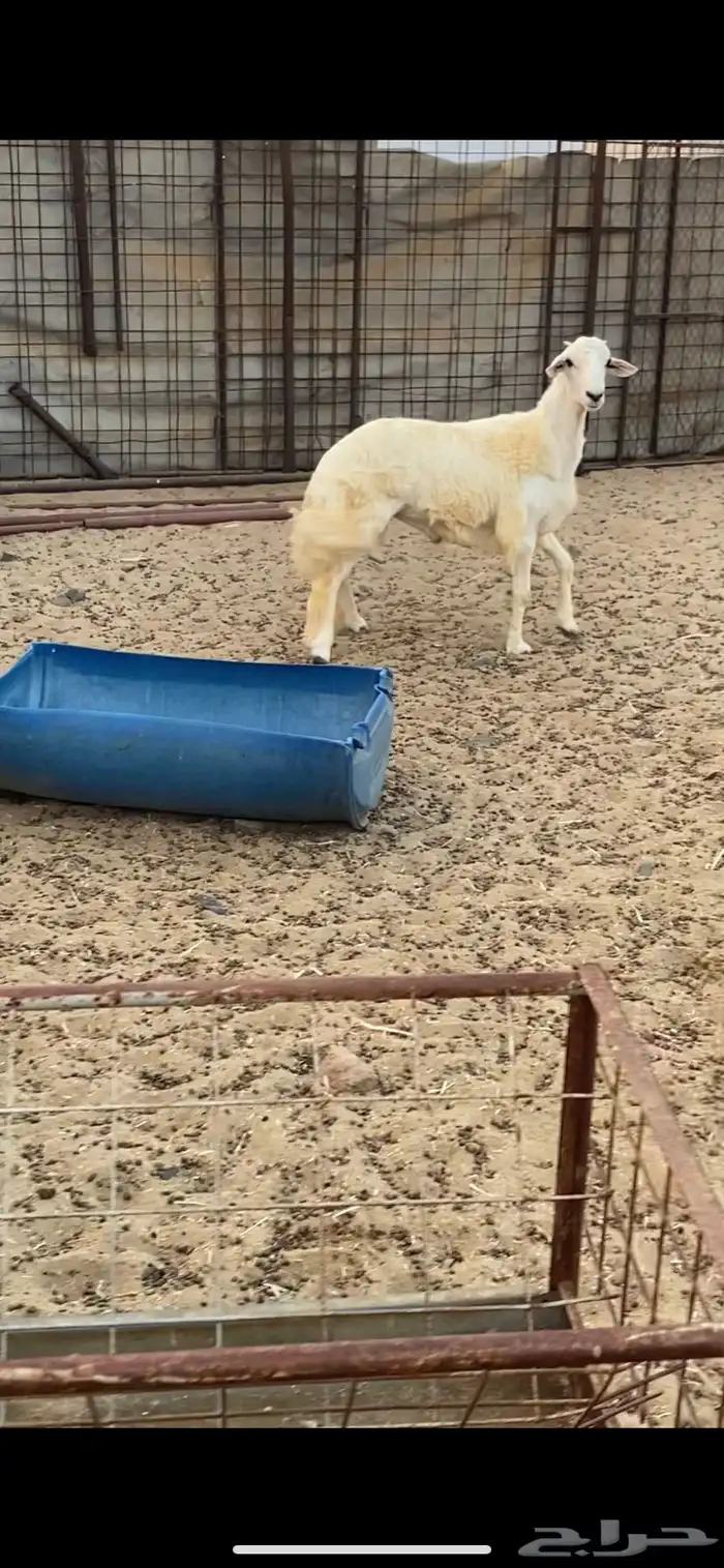 طلي حري جبر تبريكة ضيوف فاخر 0