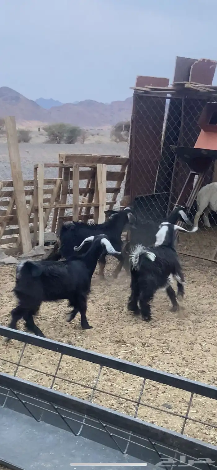 تيوس وجفار 0