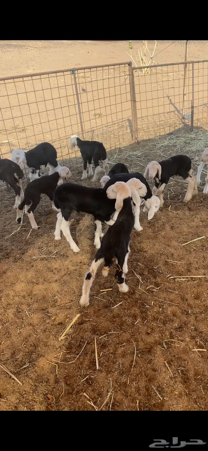 دواغير نجد 2