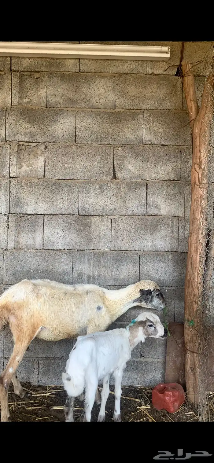 نعجه تحتها فرير الصحه شرط 0