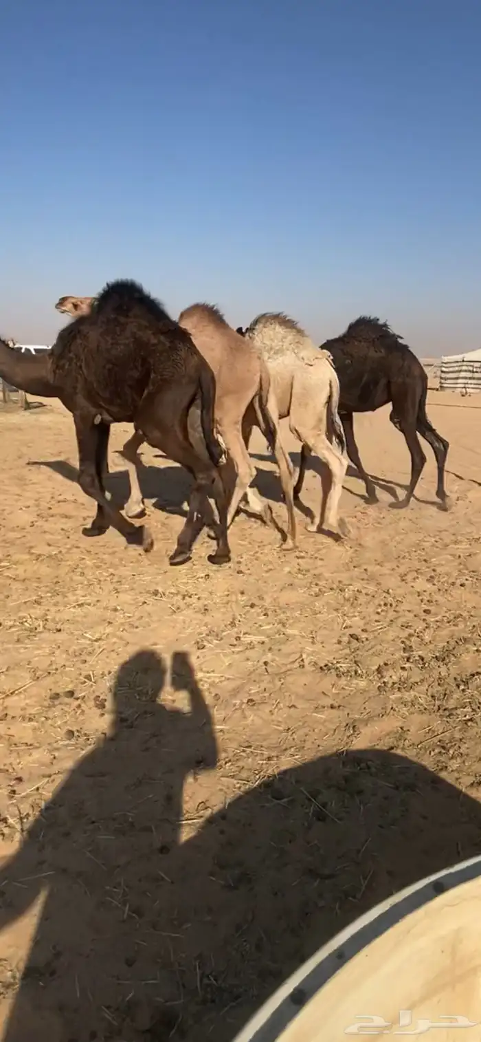 للبيع قعدان 0