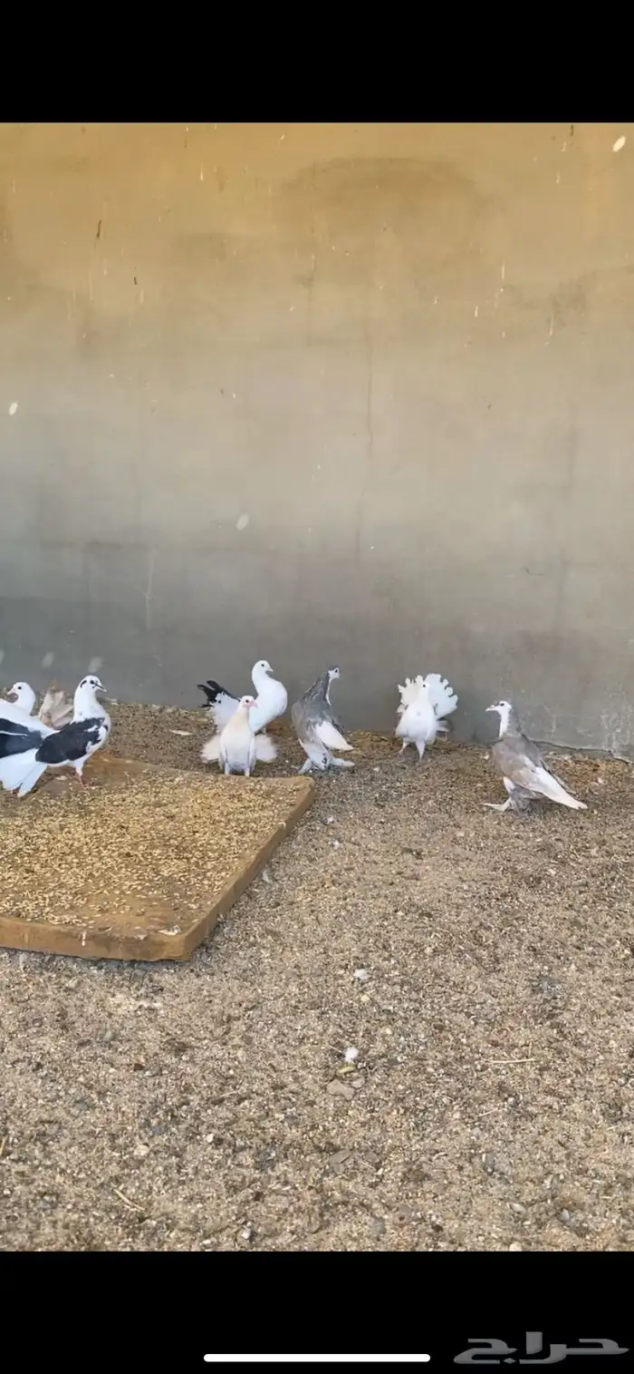 حمام للبيع 1