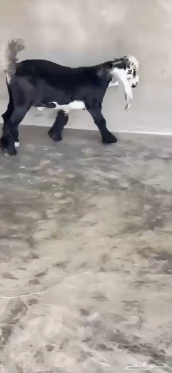 تيس عارضي صنف الصنف مشروع فحل 0