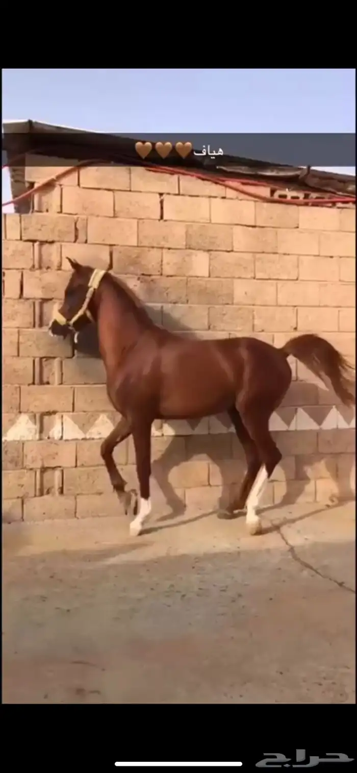 حصان شعبي كفو 2