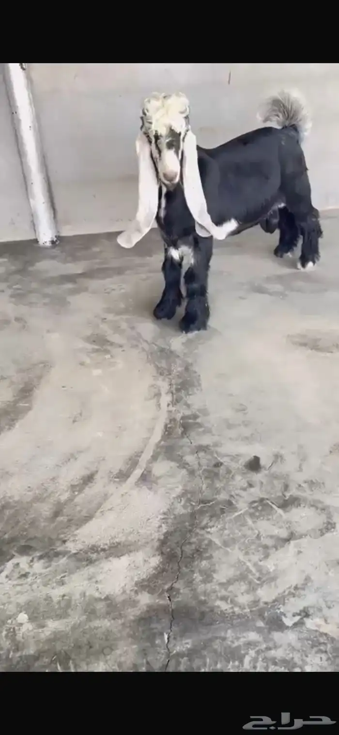 تيس عارضي صنف الصنف مشروع فحل 2