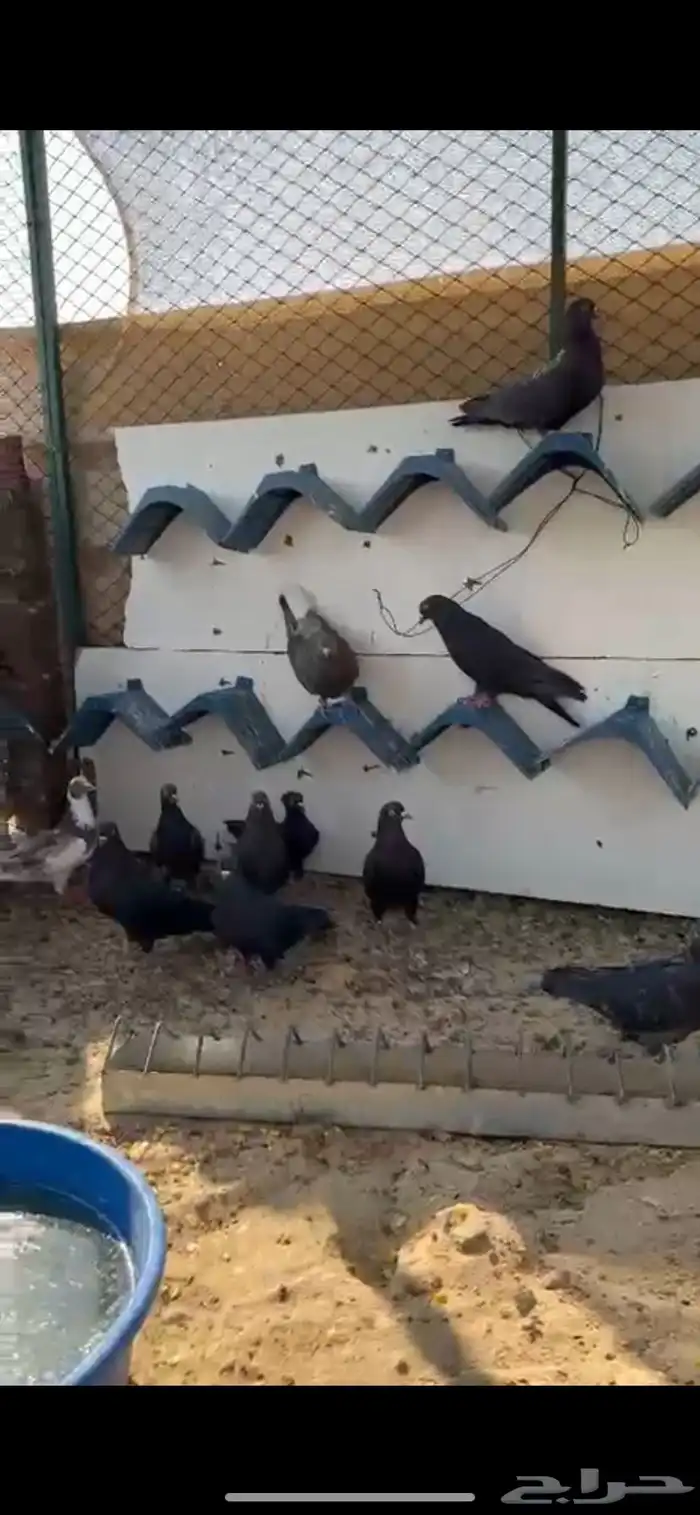 حمام لوت وقلابي 0