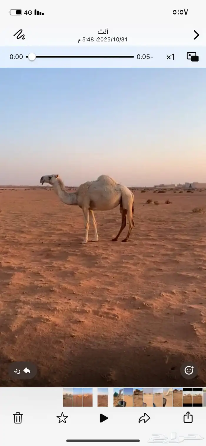 ناقتين وضح كفو 3