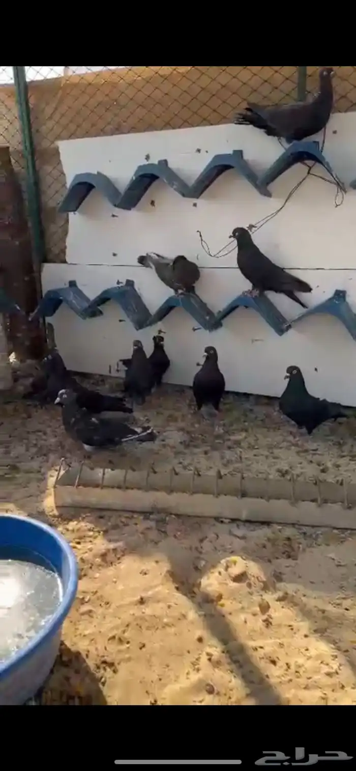 حمام لوت وقلابي 1