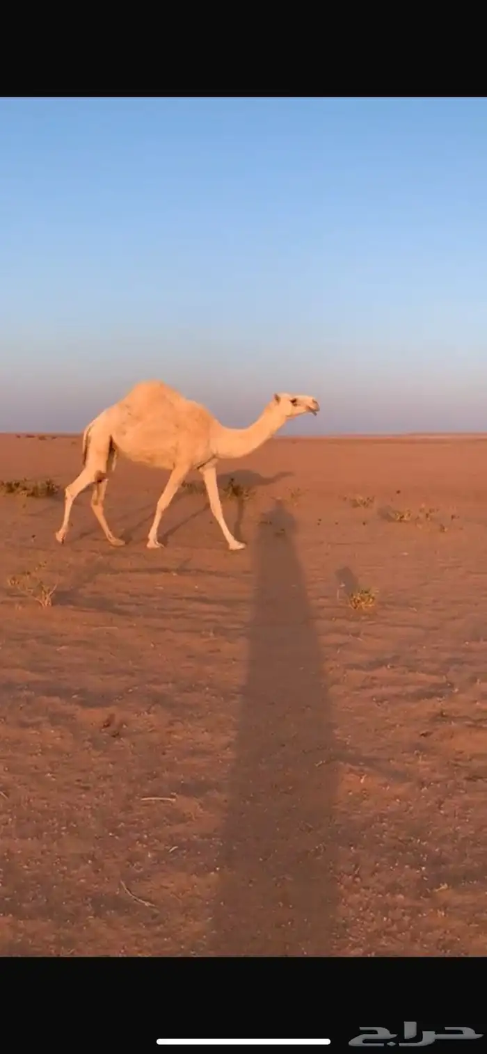 ناقتين وضح كفو 1