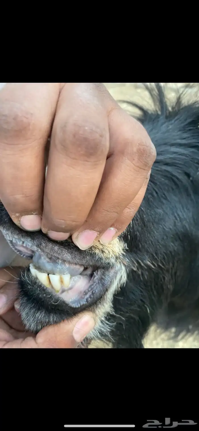 تيس فحل عارضي 2