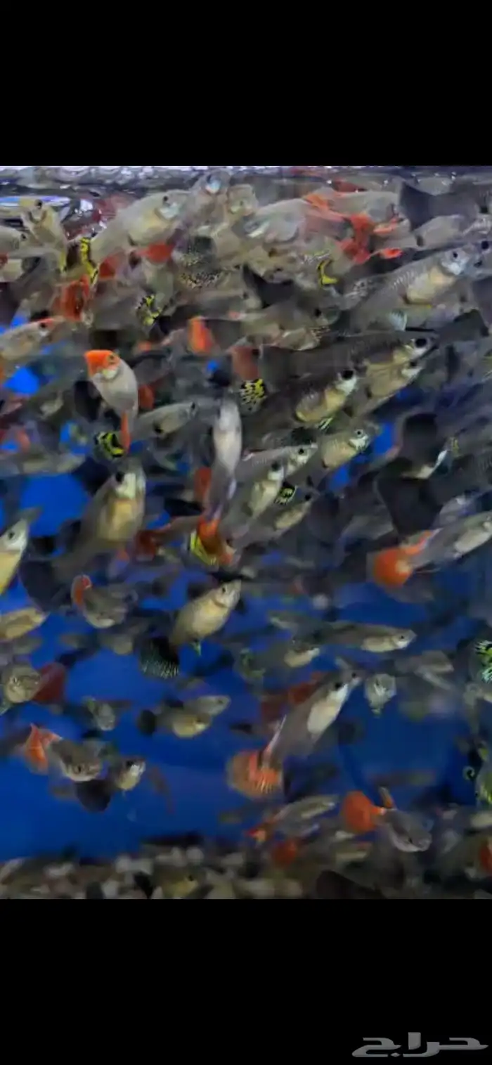 متوفر جميع أنواع اسماك الزينة متوفر سمك بحري جملة وقطاعي 13