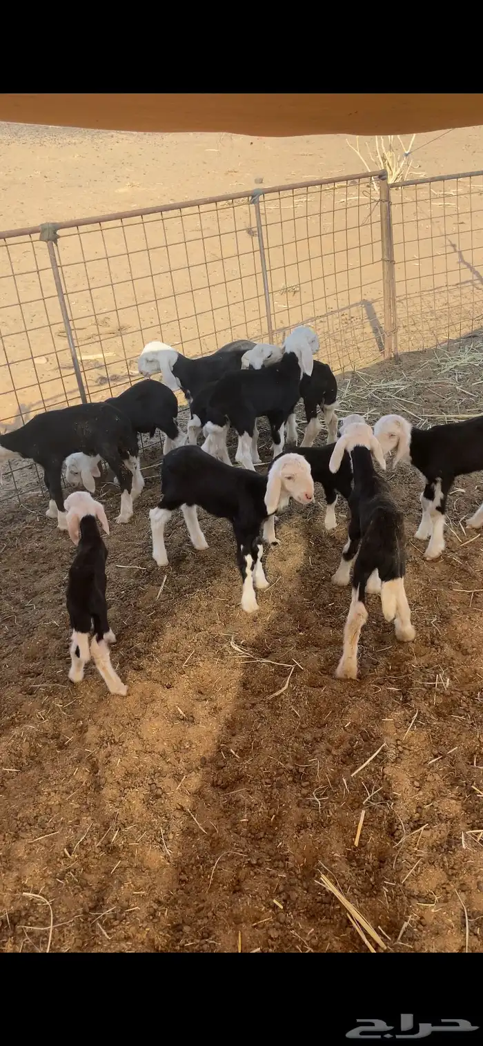 دواغير نجد 0