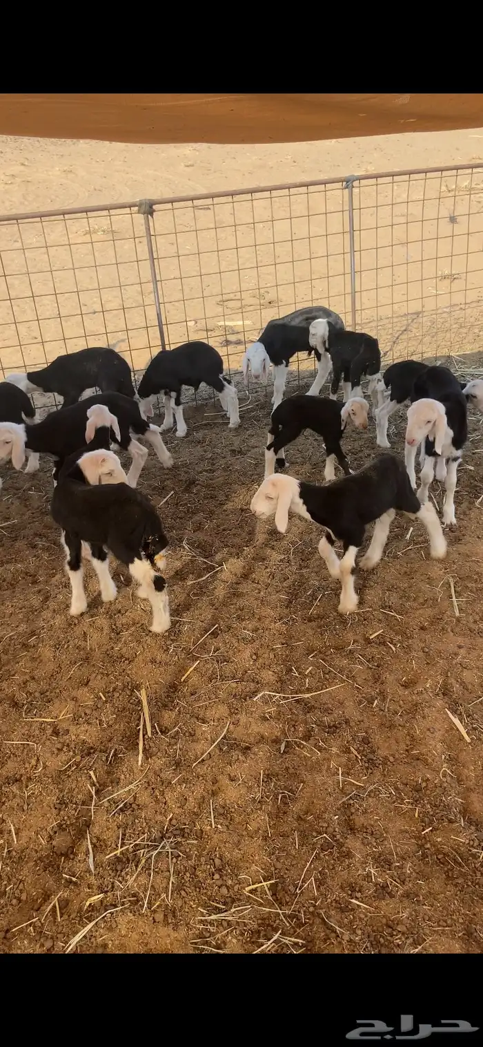 دواغير نجد 3