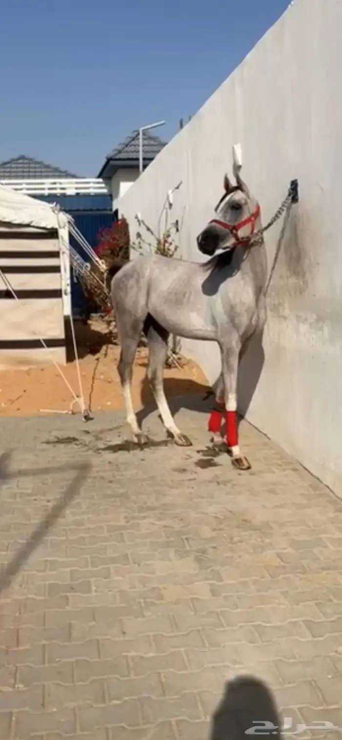 حصان شعبي شيخ حق شتويه سليم شرط معدا جرح بلحارك وخفيف حيل. 0