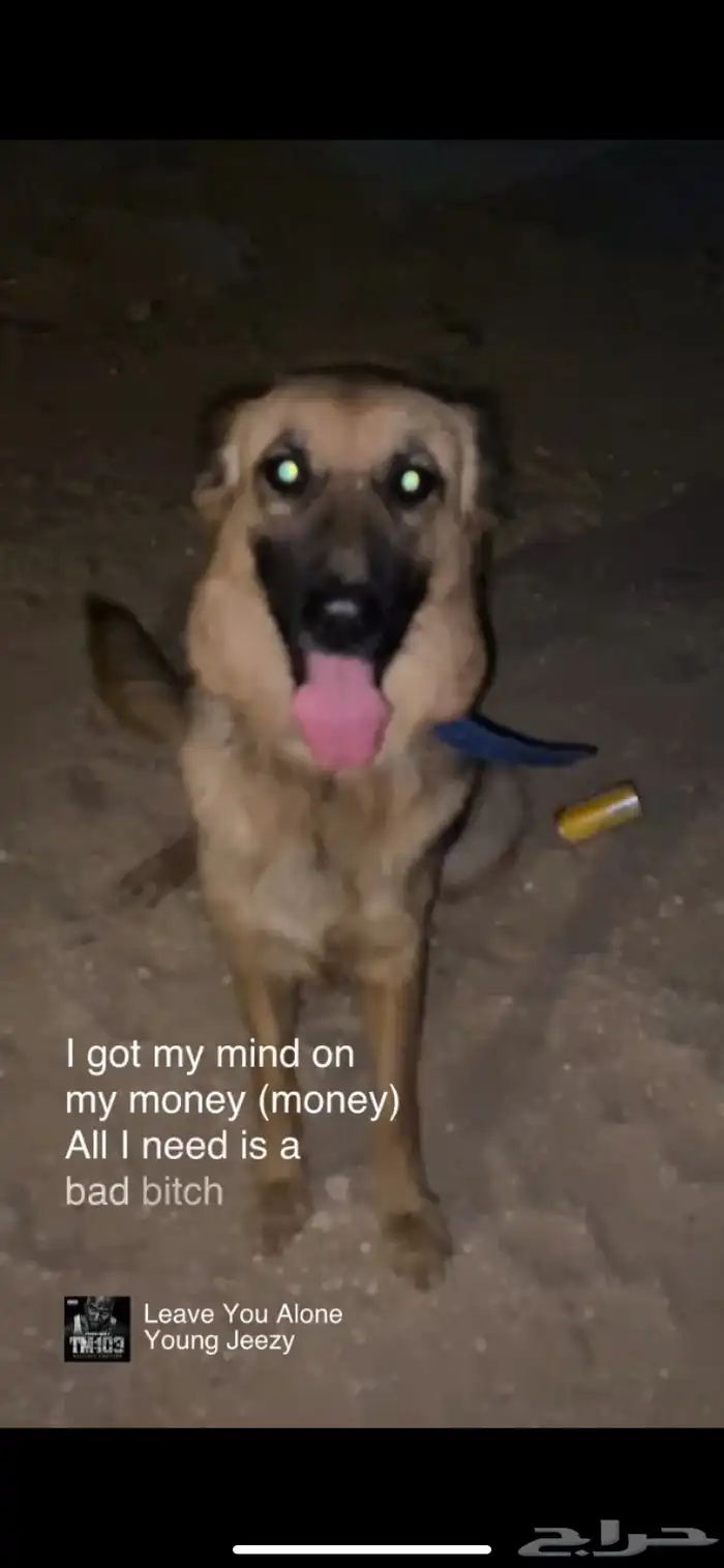 جيرمن شيبرد 2