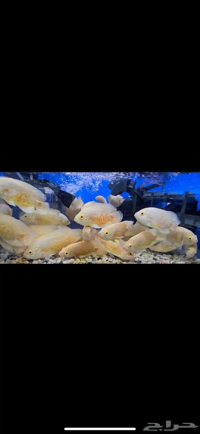 متوفر جميع أنواع اسماك الزينة متوفر سمك بحري جملة وقطاعي 18
