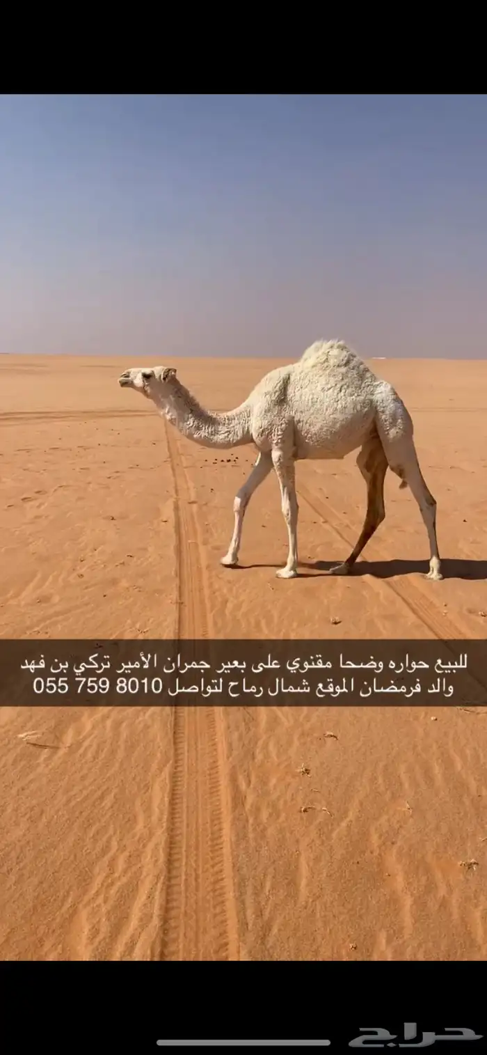 حواره وضحا 0