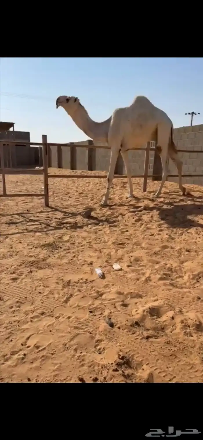 للبيع قعود لقي جده فاهيان الفصام فردي 0