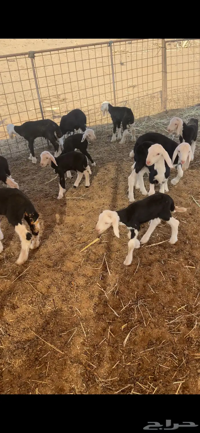 دواغير نجد 1