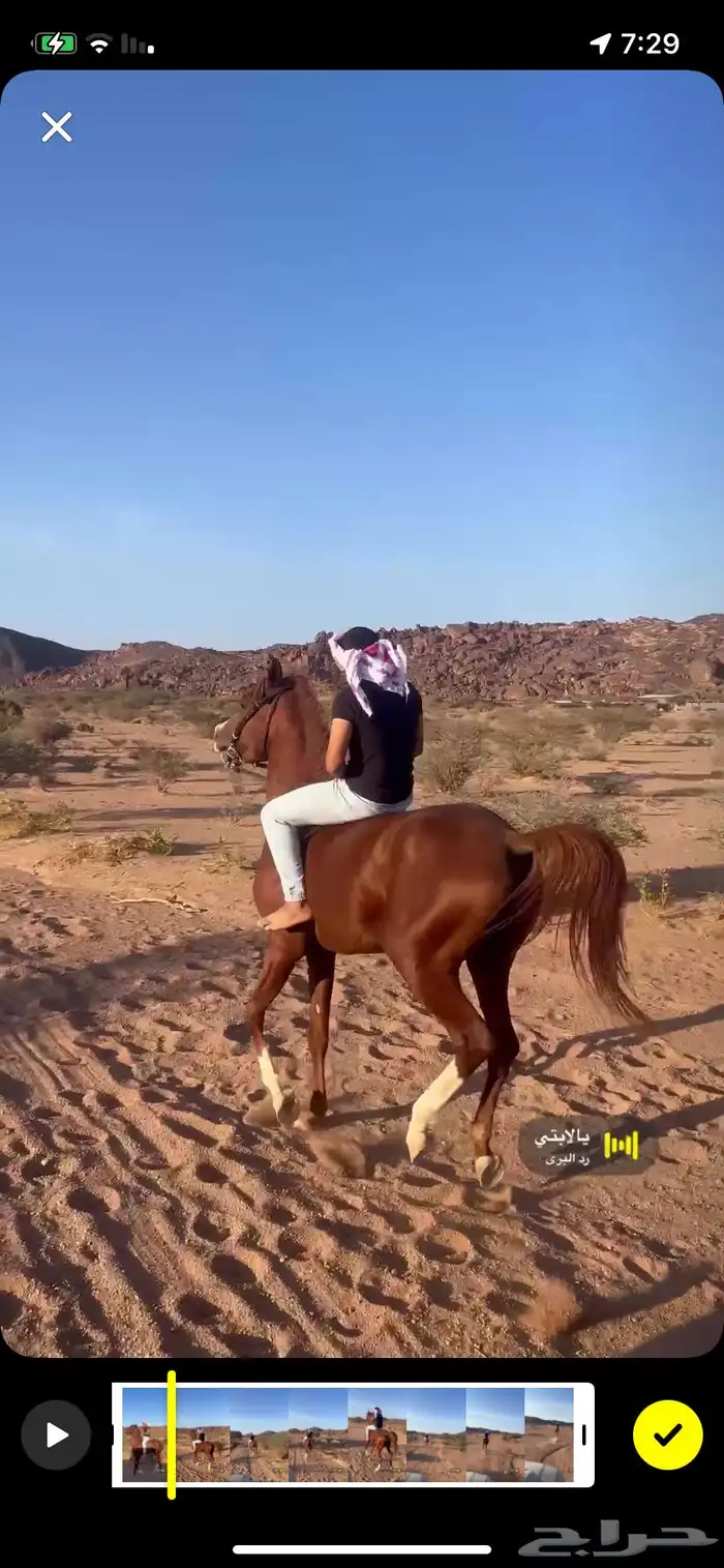 حصان شعبي كفو 1