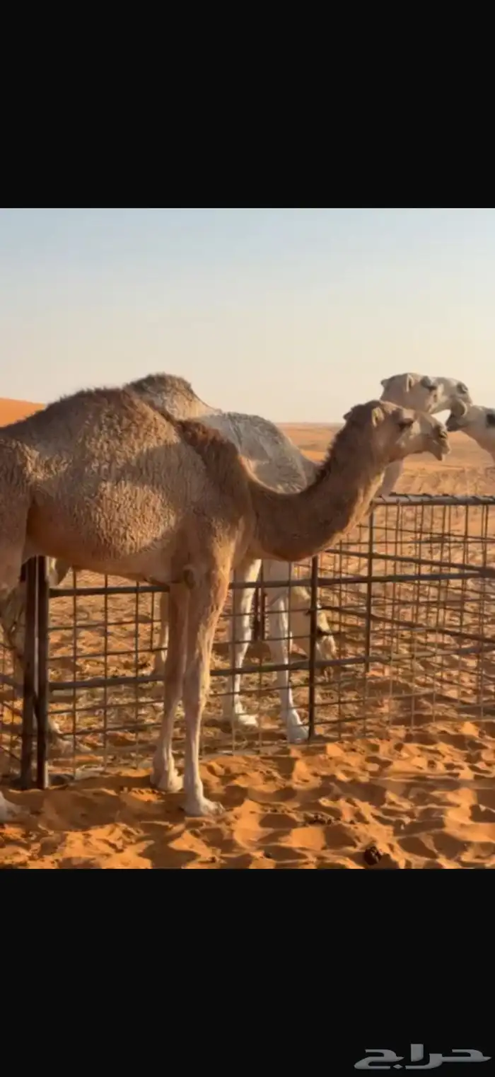 قعود ساس مثبوت 1