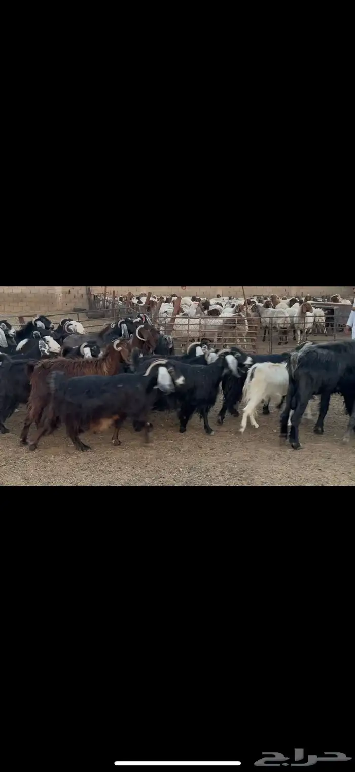 معزا عوارض دفيع 6