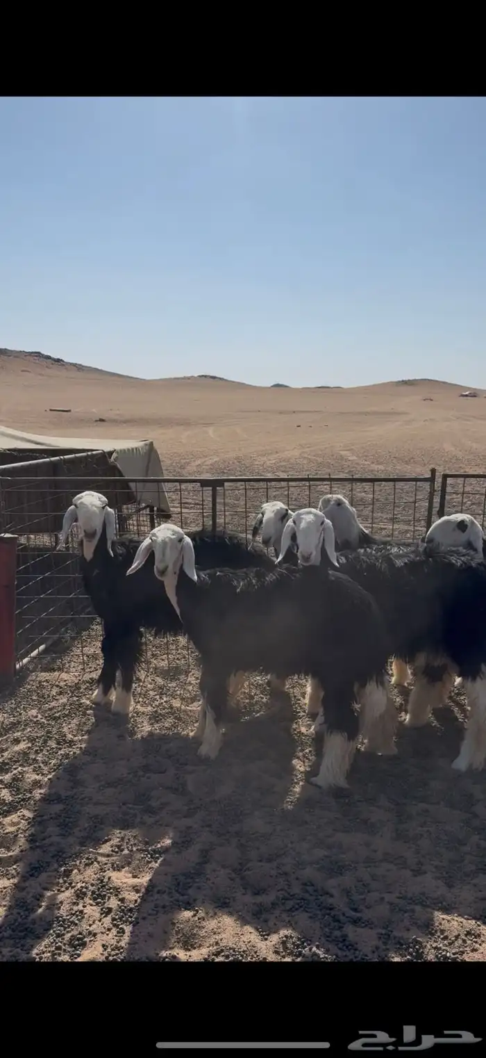 رخال نجد صنف(تم البيع) 1