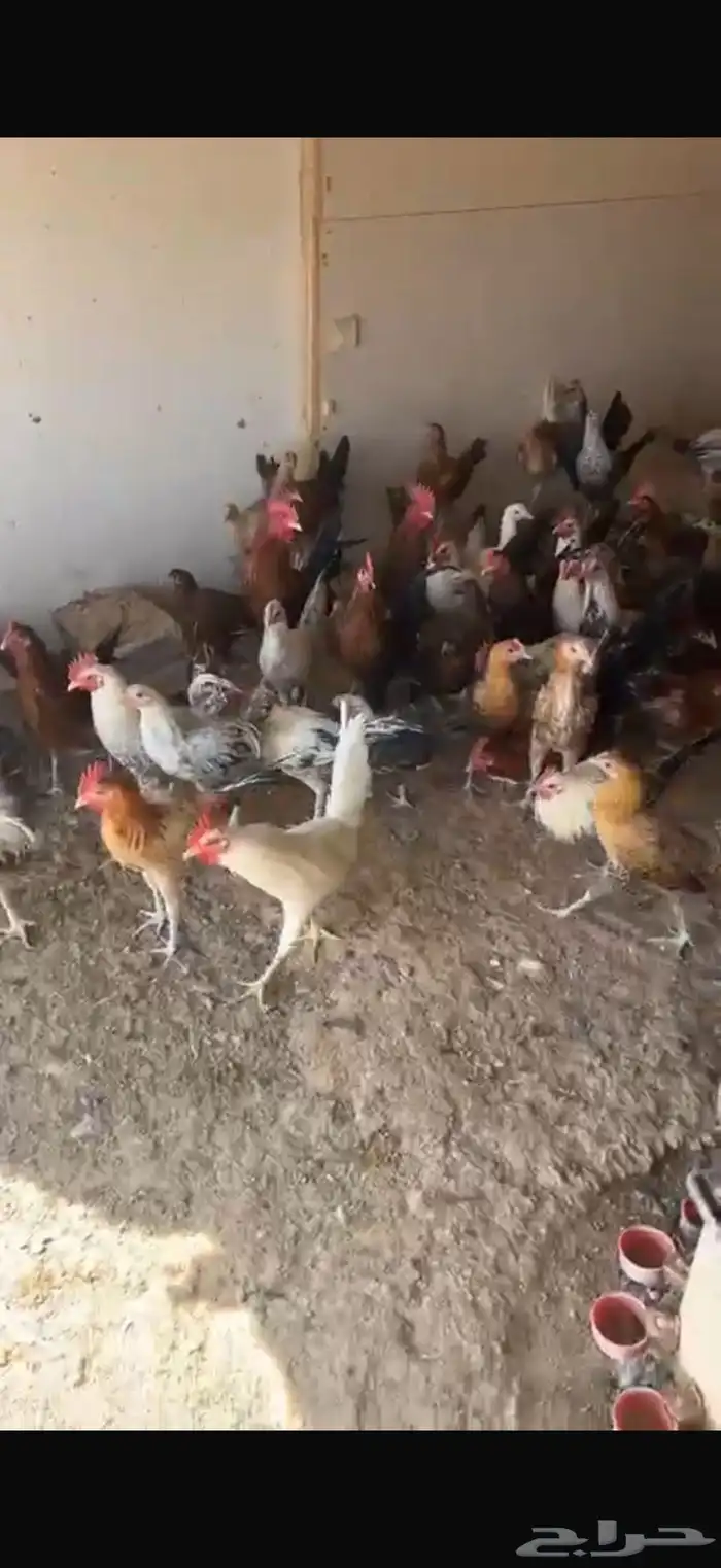 دجاج وديوك للبيع بلدي وفيومي 5