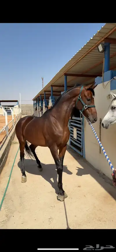 حصان شعبي مشروك عمره م بين 6 إلا 7 مسيوم ب 2400 index