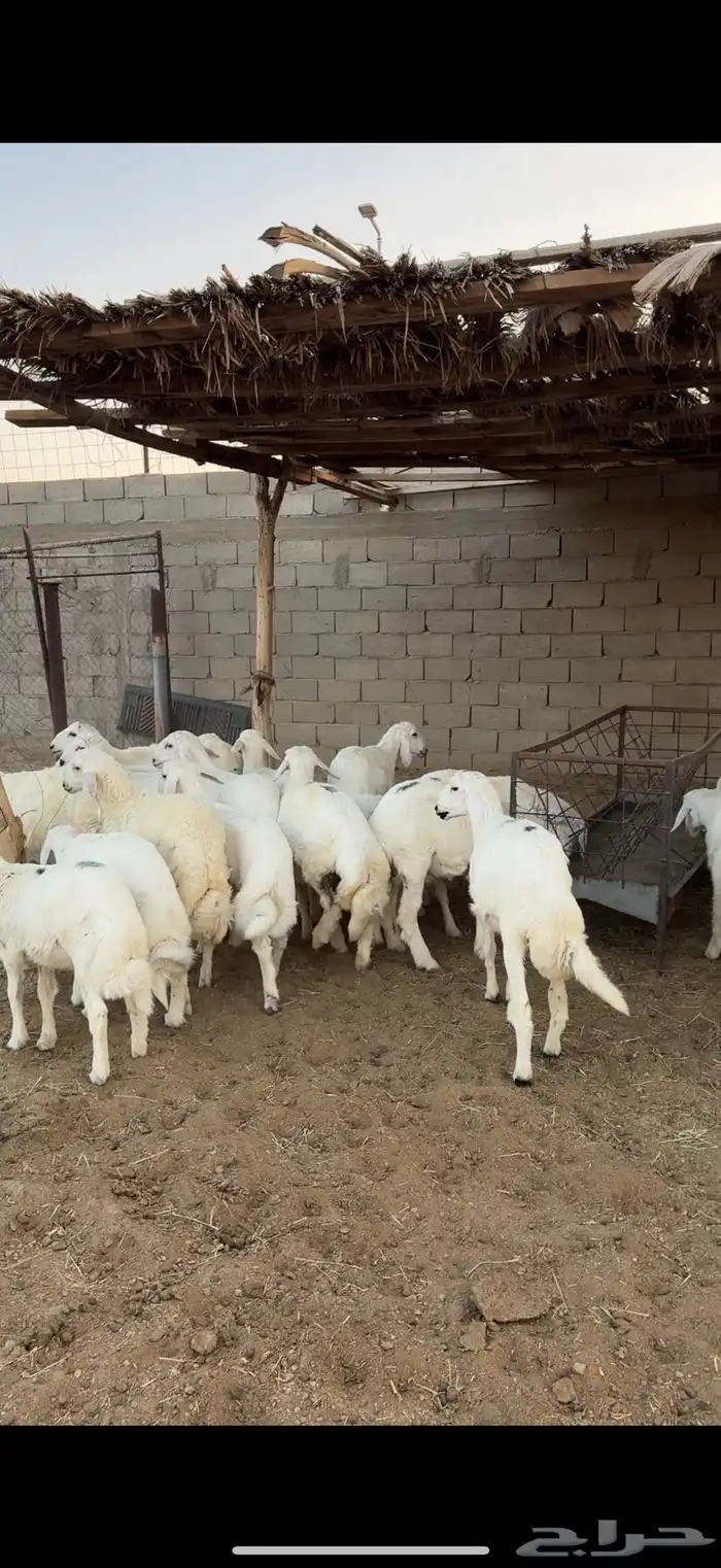 طليان للبيع 0