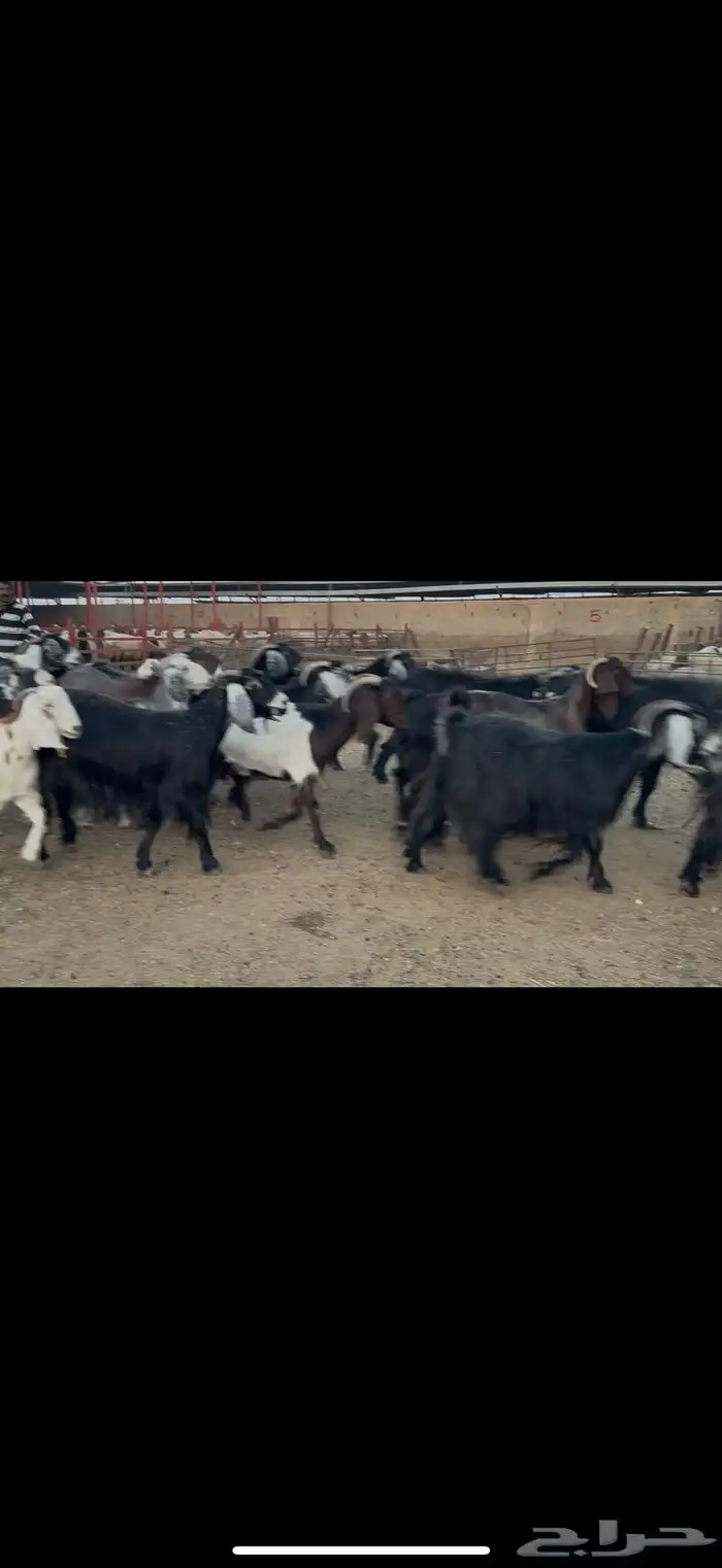 معزا عوارض دفيع 7