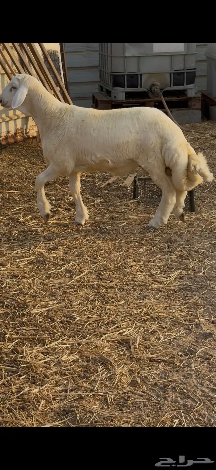 مشروع فحل حري 1