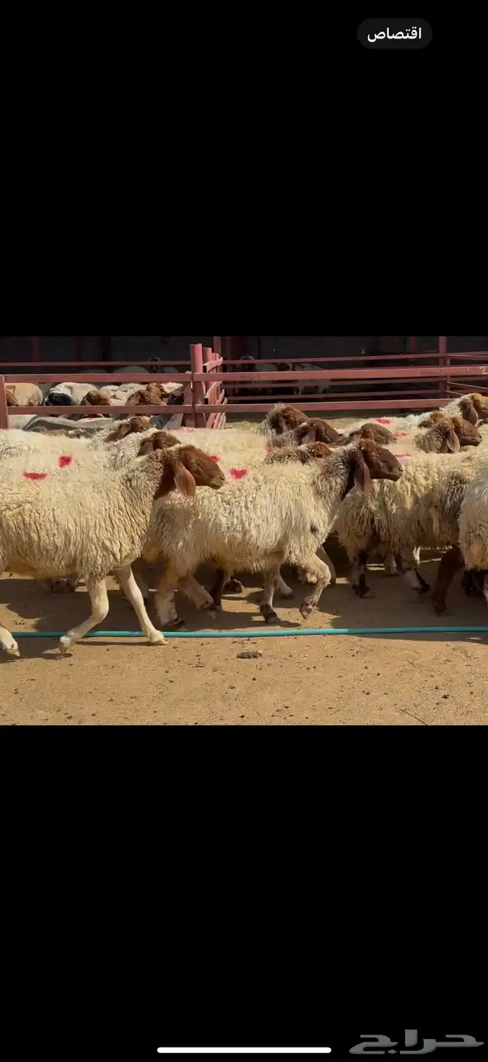 غنم نعيم دفيع 3